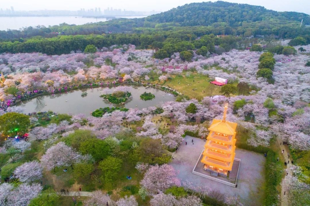 12月22日平坝樱花园，冬日的浪漫邂逅