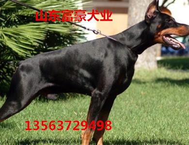 九江犬业新星种公犬，学习与自信的力量展现新风采